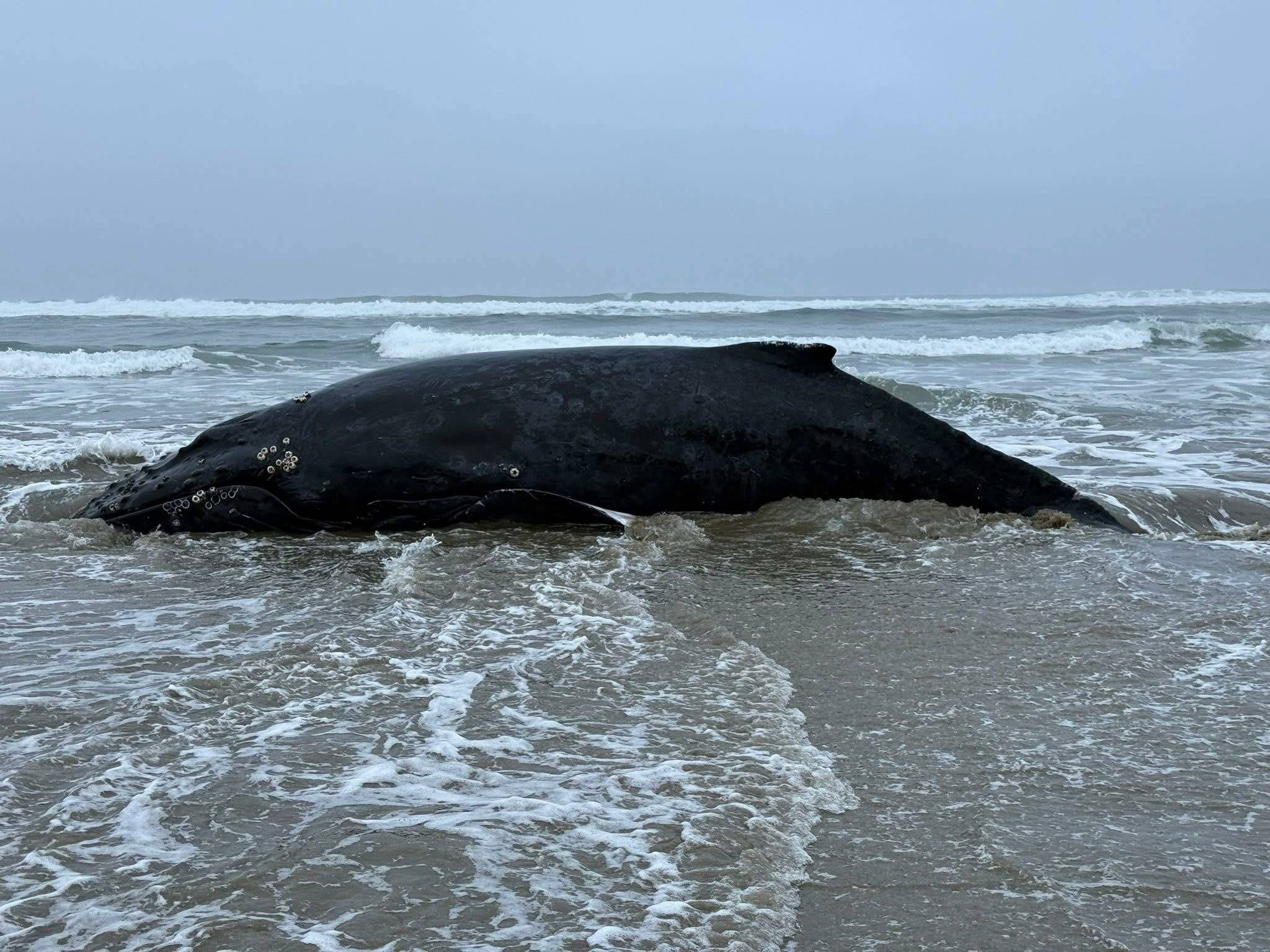 OPB
The beached humpback whale while it was still alive over the weekend.