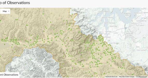 Sofia Sherman, the Chehalis Basin noxious weed coordinator, created the “Noxious Weeds of the Chehalis Basin” iNaturalist project, which collects observations of noxious weeds across the Chehalis Basin Cooperative Weed Management Area. The project is available at https://www.inaturalist.org/projects/noxious-weeds-of-the-chehalis-basin.