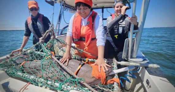 Jes Burns / OPB
Big Fish Lab Co-director Alexandra McInturf (left), undergraduate intern Deven Guerrero and Ph.D. candidate Jess Schulte prepare to tag a sevengill shark in Washington’s Willapa Bay on July 23. The researchers have been tracking shark activity in the bay for years.