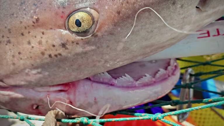 Jes Burns / OPB
A broadnose sevengill shark lies on a stretcher as the scientists use a tube to irrigate her gills while conducting their research on July 23. Sevengill sharks are plentiful in Willapa Bay in the summer. Their serrated bottom teeth help them tear into the flesh of their favorite local delicacies: harbor seals.