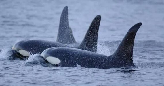 NOAA
The Wild Fish Conservancy nonprofit has been awarded $1.6 million in a lawsuit it filed against the National Marine Fisheries Service over a “biological opinion” the agency prepared for the “southern resident” population of the species living off the Northwest coast.