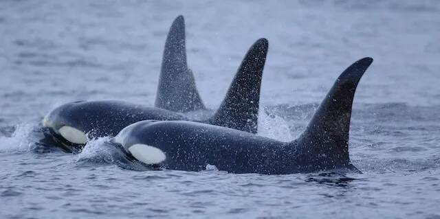 NOAA
The Wild Fish Conservancy nonprofit has been awarded $1.6 million in a lawsuit it filed against the National Marine Fisheries Service over a biological opinion the agency prepared for the southern resident population of the species living off the Northwest coast.