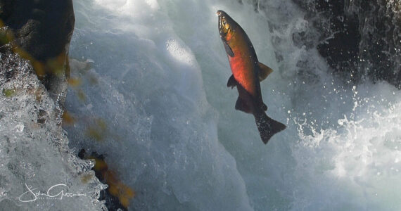 John Gussman
A salmon cascades up the Sol Duc River.