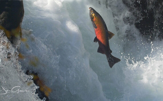 John Gussman
A salmon cascades up the Sol Duc River.