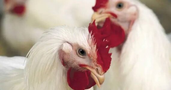 Avian flu continues to spread through migratory bird populations, sometimes infecting poultry.