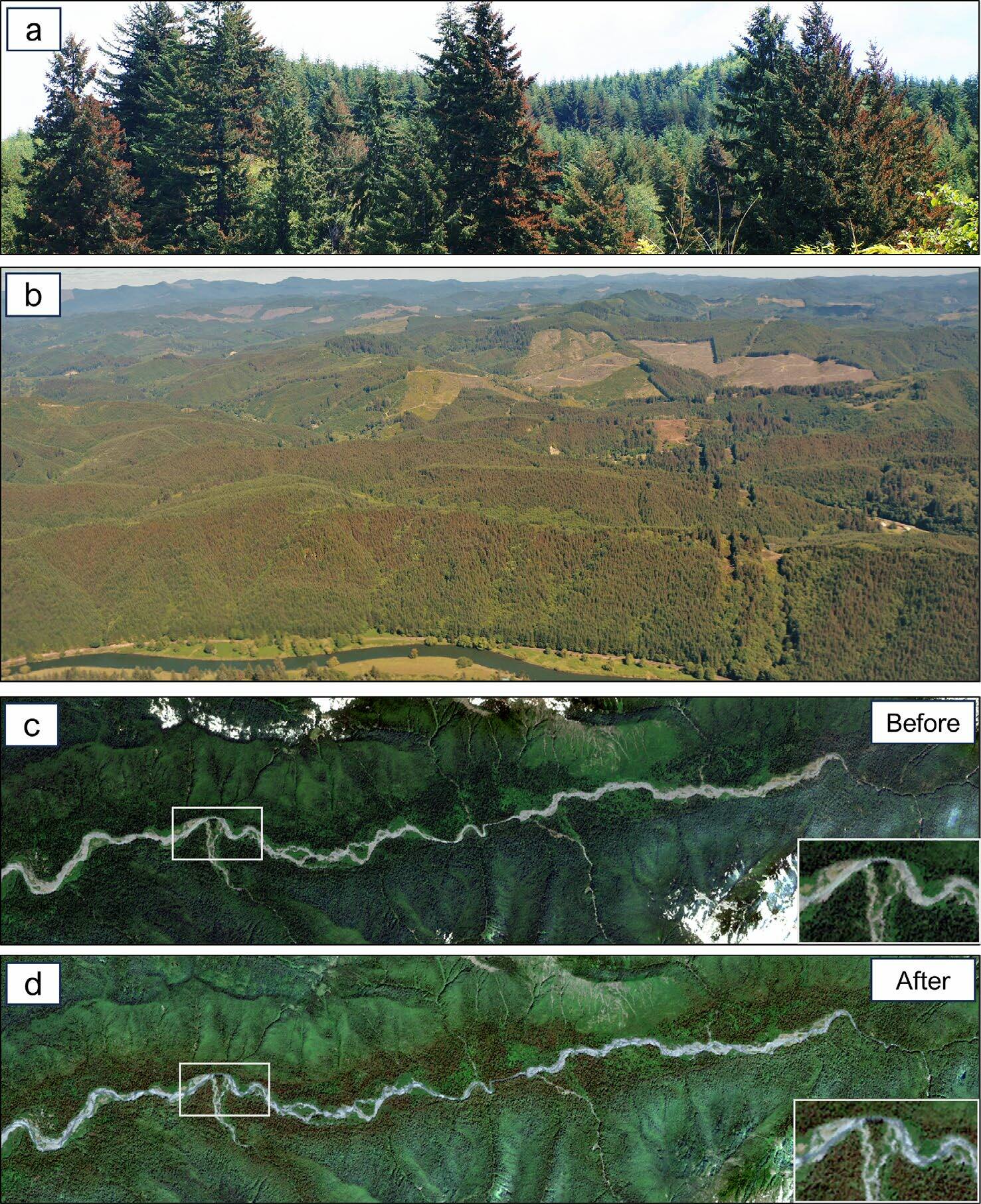 Global Change Biology
Aerial and satellite imagery showed the extent of the scorch across the landscape. (a) The top photo taken near Logsden, Oregon, is of Douglas-fir trees whose branches west-facing branches were scorched. (b) Entire hillsides of Douglas-fir trees outside of Newport, Oregon, experienced scorch. (c & d) Using satellite imagery from Sentinel-2 taken before and after the heat weave, Adam Sibley, a post-doc with Oregon State University, could determine how the heat wave affected the trees growing in the Hoh River on the Olympic Peninsula. Tree species in this area include Sitka spruce, bigleaf maple, western hemlock, western redcedar, red alder, and Douglas-fir.