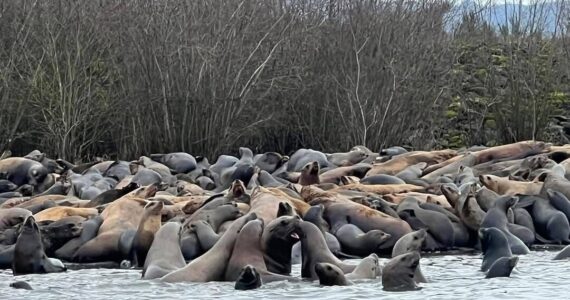 Sen. Jeff Wilson’s office
Sea lions on the Cowlitz River.