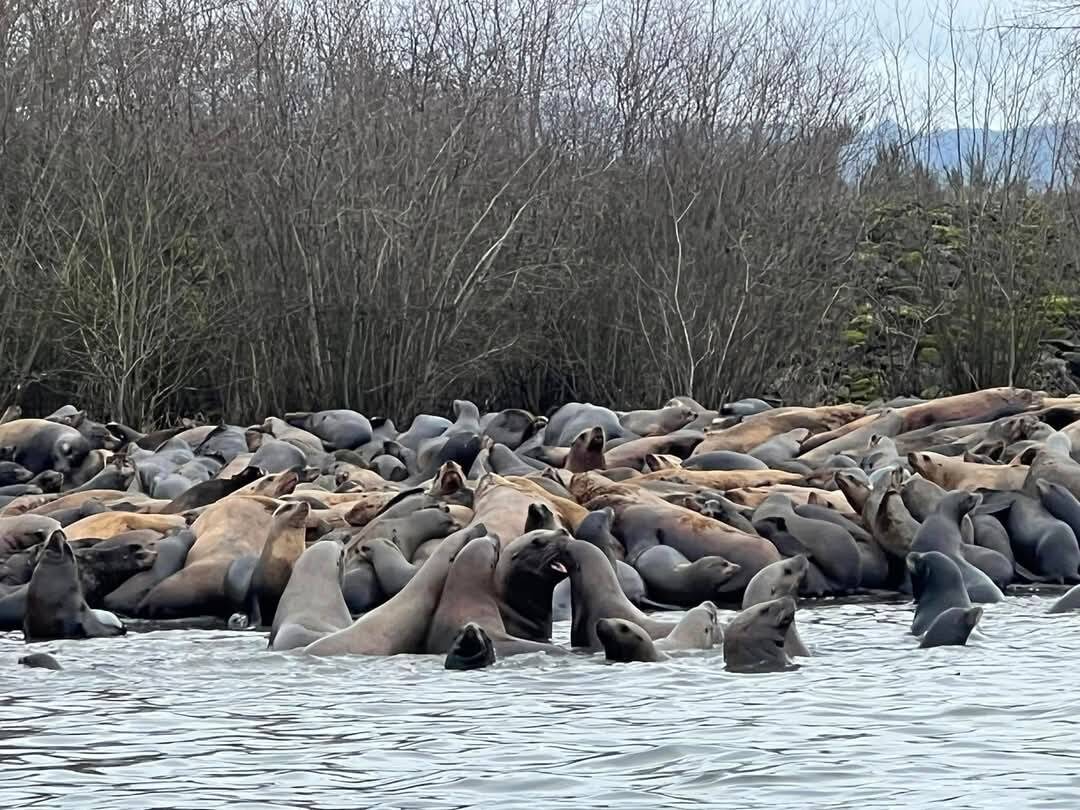 Sen. Jeff Wilson’s office
Sea lions on the Cowlitz River.