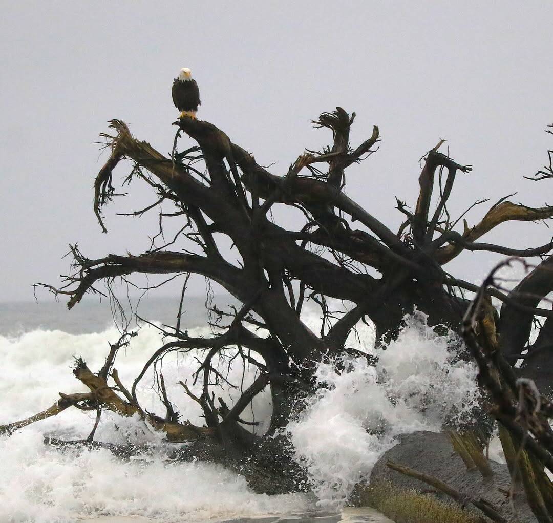 Skip Radcliffe
Huge trees have washed up on the beach at Ocean Shores. An eagle uses the roots for a perch. With high winds forecast along the coast, expect more waves to push up more trees onto shore.