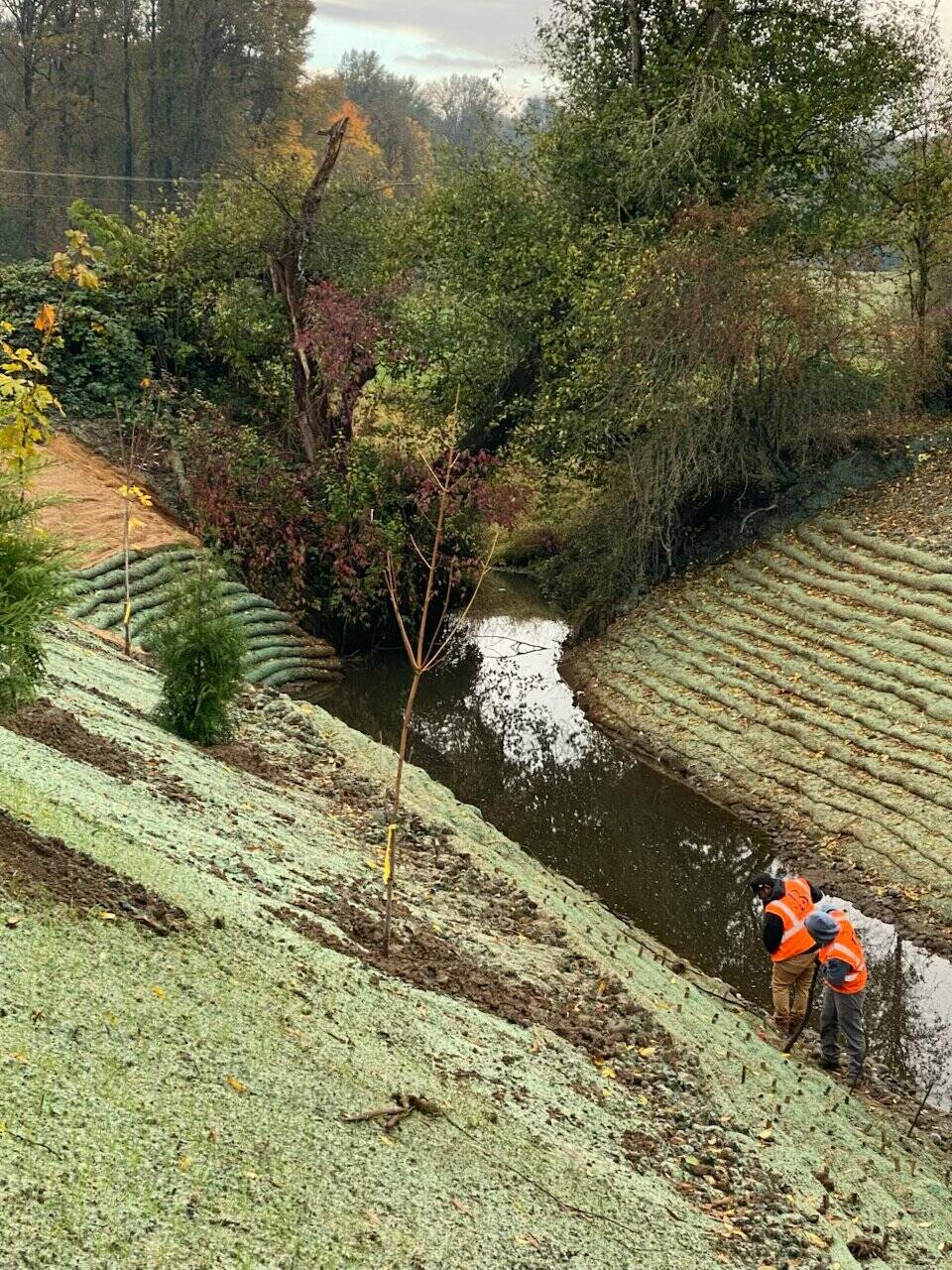 Planting after barrier culvert replacement downstream on Van Ornum Creek at Bunker Creek Road Fish. Project sponsored by Lewis County public Works.