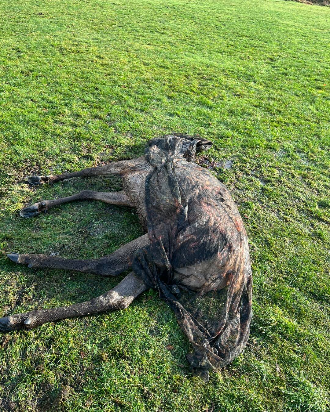 WDFW
This cow elk was killed and left behind at the Bishop Athletic Complex.