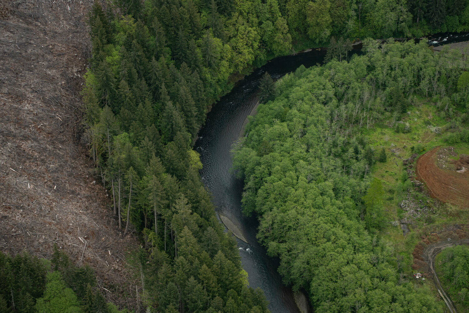 The Chronicle
The Chehalis River meanders through clear-cut timberland on Weyerhaeuser property upstream from Pe Ell. Loggers are required to maintain trees in the riparian zone.