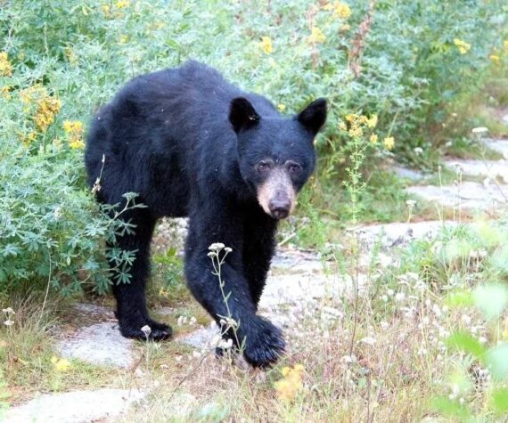 <p>National Park Service</p>