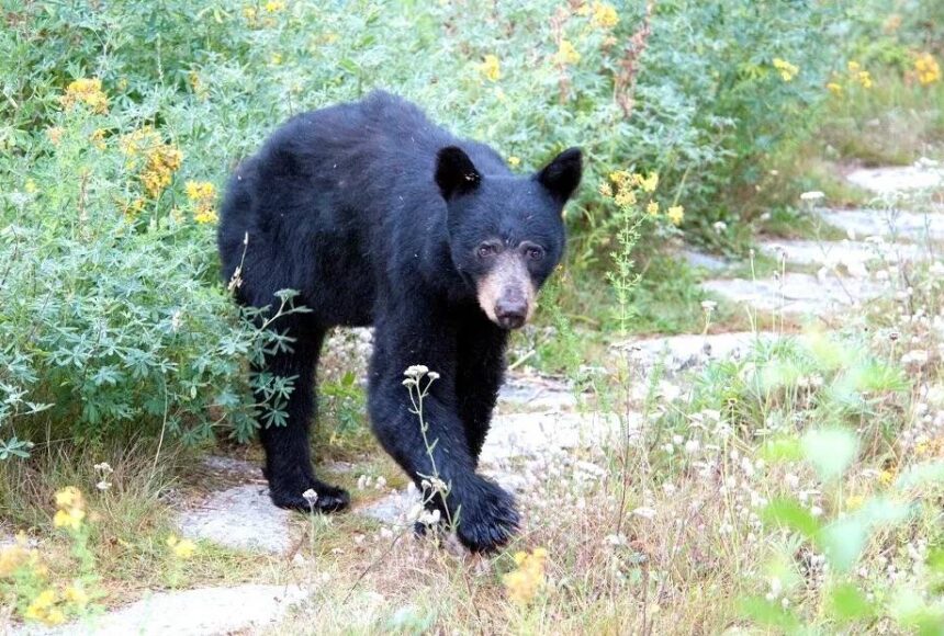 <p>National Park Service</p>
