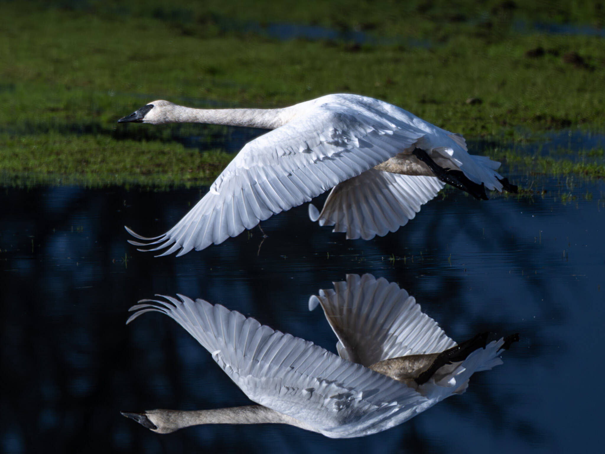 Trumpeter swans getting airborne in Grays Harbor earlier this month.
Trumpeter swans getting airborne in Grays Harbor earlier this month.