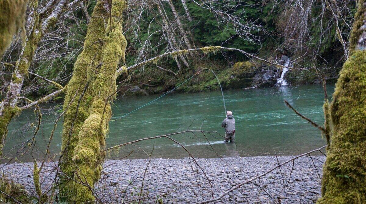 Chase Gunnell / State Department of Fish and Wildlife
An angler casts for winter steelhead while fishing an undisclosed river on the Olympic Peninsula.