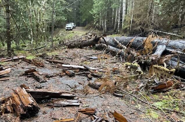 M. Hutchinson / Forest Service
Cleanup is underway at the Dry Copper Creek Road located at the northwest end of Lake Cushman.