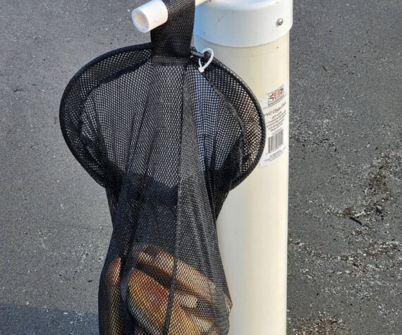 <p>Alberta Sinclai / WDFW</p>
                                <p>Razor clam digging along the coast continues starting Feb. 14.</p>