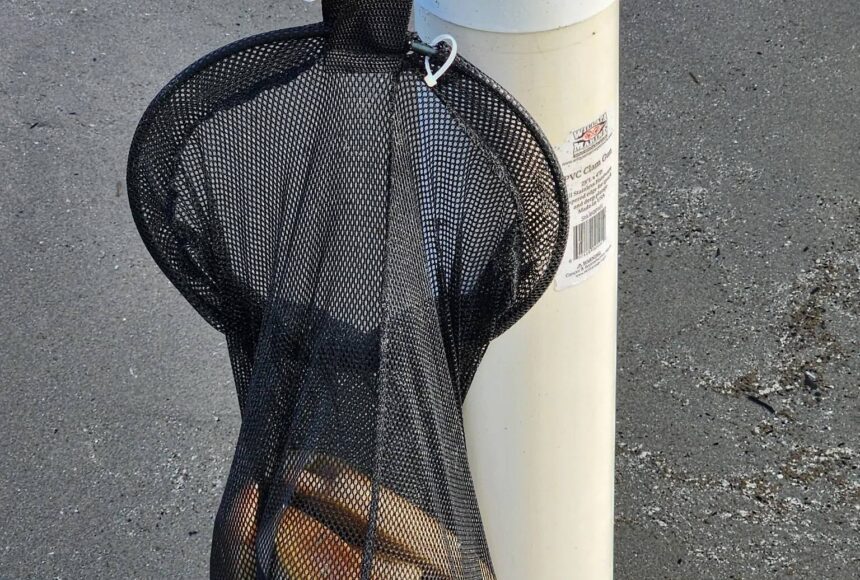 <p>Alberta Sinclai / WDFW</p>
                                <p>Razor clam digging along the coast continues starting Feb. 14.</p>