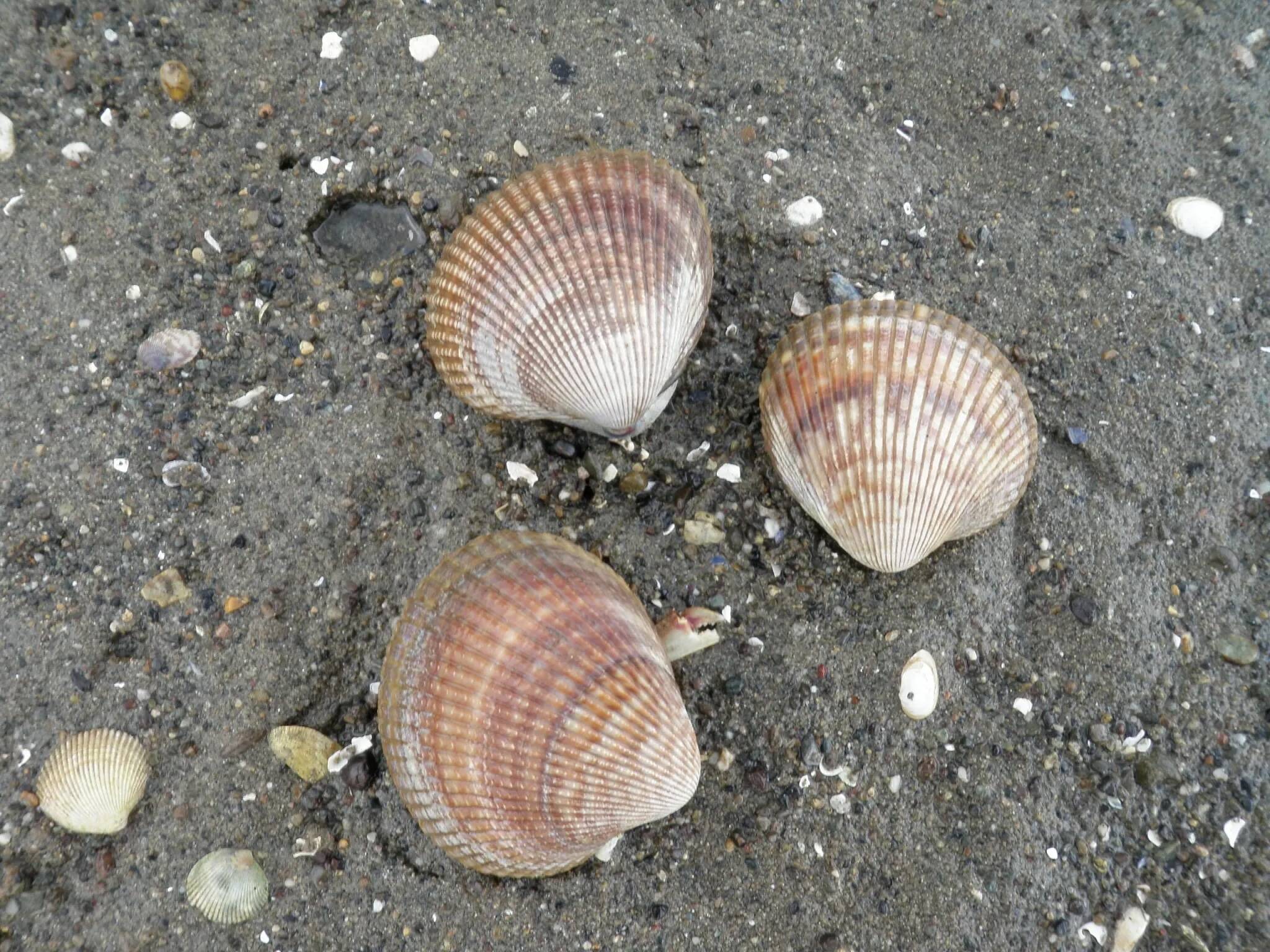 WDFW
Shellfish regulations are under review by the Washington Department of Fish and Wildlife.