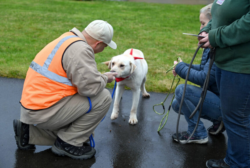 <p>Department of Corrections photos</p>
                                <p>Volunteers from Timber Tails K9 rescue watch as Benny, a yellow labrador, sniffs the palm of his new incarcerated handler at Stafford Creek Corrections Center.</p>