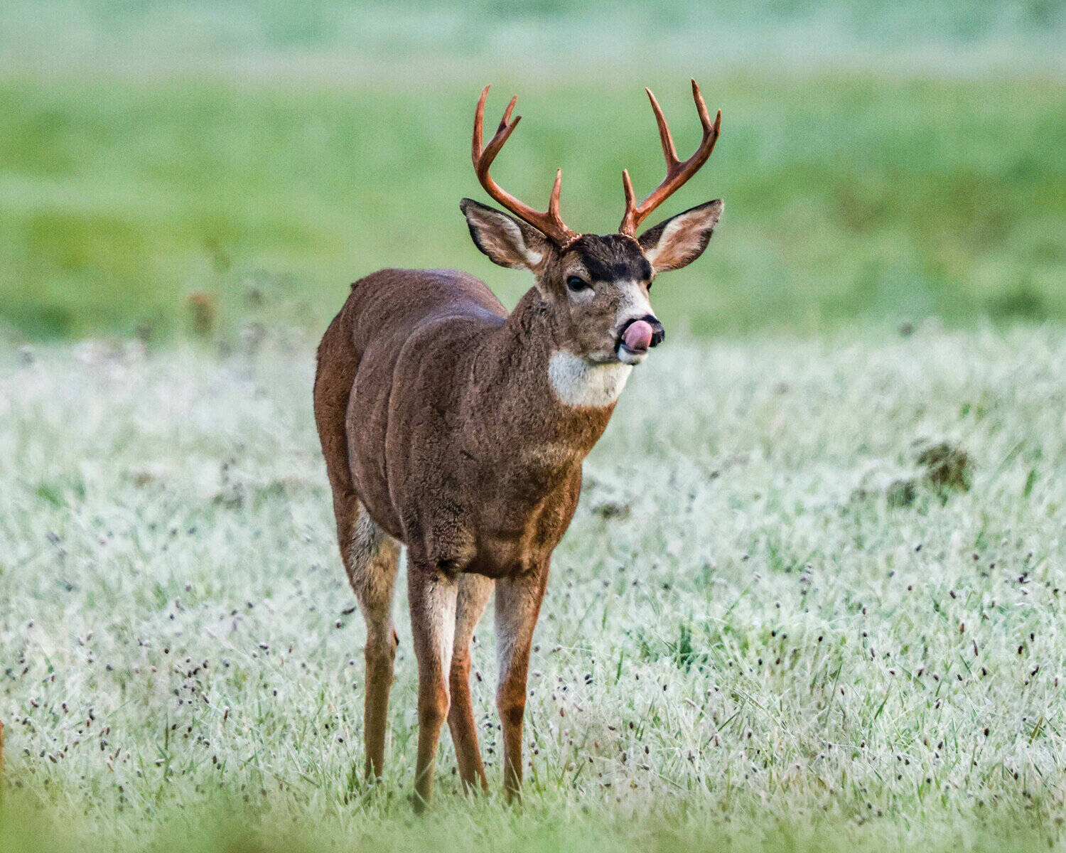 WDFW
WDFW is proposing updated rules and regulations for 2026 waterfowl general hunting seasons and for deer, elk, moose, bighorn sheep and mountain goat special permit opportunities.