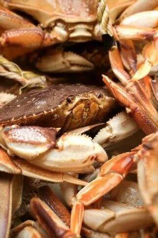 Freshly caught Dungeness crab.