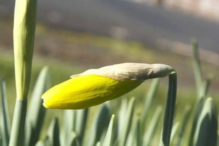 Don Jenkins / Capital Press
A daffodil begins to bloom in Washington. A warm winter portends summer water shortages for irrigators.
