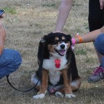 Woof-a-Thon big success