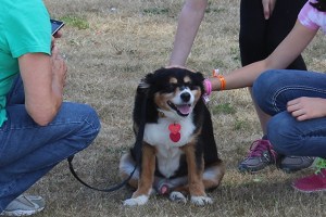 Woof-a-Thon big success
