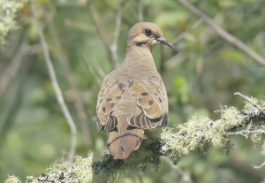 Grays Harbor Birds — Mourning Dove