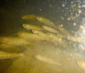 College fish lab releases its first run of Coho salmon