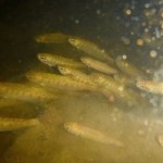 College fish lab releases its first run of Coho salmon