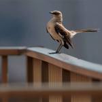 Northern Mockingbird                                (Mimus polyglottos)