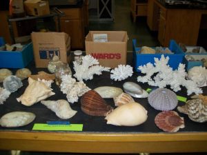 College offers quirky items at surplus sale