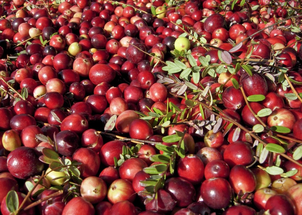 From left: You can buy freshly picked cranberries by the pound at the Cranberry Harvest Festival Marketplace. • The Grayland Community Hall and grounds will be filled with arts, crafts, edibles and terrific holiday gifts. • Don&rsquo;t miss the cranberry farms tour on Saturday.                                BARB AUE | SOUTH BEACH BULLETIN FILE BARB AUE | SOUTH BEACH BULLETIN FILE