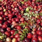 From left: You can buy freshly picked cranberries by the pound at the Cranberry Harvest Festival Marketplace. • The Grayland Community Hall and grounds will be filled with arts, crafts, edibles and terrific holiday gifts. • Don&rsquo;t miss the cranberry farms tour on Saturday.                                BARB AUE | SOUTH BEACH BULLETIN FILE BARB AUE | SOUTH BEACH BULLETIN FILE