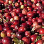 From left: You can buy freshly picked cranberries by the pound at the Cranberry Harvest Festival Marketplace. • The Grayland Community Hall and grounds will be filled with arts, crafts, edibles and terrific holiday gifts. • Don&rsquo;t miss the cranberry farms tour on Saturday.                                BARB AUE | SOUTH BEACH BULLETIN FILE BARB AUE | SOUTH BEACH BULLETIN FILE