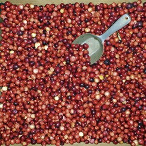 Cranberry Harves Festival Cook-Off Winners announced