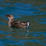 State endangered species listing could ‘raise flag’ for threatened seabird