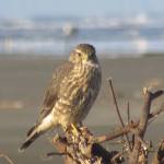 Grays Harbor Birds — Merlin