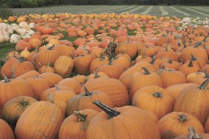 Ghouls, goblins and goodies on tap for kids