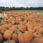 Ghouls, goblins and goodies on tap for kids