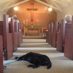 Honey, a 10-year-old black lab, takes a break during the 14th annual blessing of the pets at St. Mark&rsquo;s Episcopal Church in Montesano. (Stephanie Morton | The Vidette)