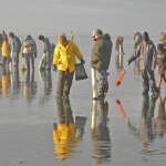 Fishery managers have approved a three-day clam dig on the Twin Harbors, Copalis and Mocrocks beginning today. COASTAL IMAGES|RON AREL