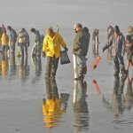 Fishery managers have approved a three-day clam dig on the Twin Harbors, Copalis and Mocrocks beginning today. COASTAL IMAGES|RON AREL
