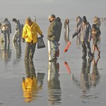 Fishery managers have approved a three-day clam dig on the Twin Harbors, Copalis and Mocrocks beginning today. COASTAL IMAGES|RON AREL