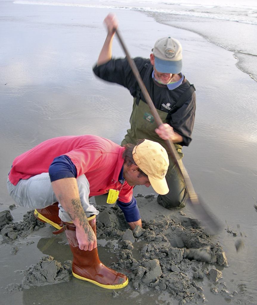 WDFW approves three-day razor clam digs on three ocean beaches