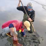 WDFW approves three-day razor clam digs on three ocean beaches