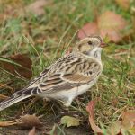 Grays Harbor Birds: Lapland Longspur
